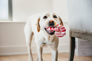 Holiday Classic Collection by P.L.A.Y. - Cheerful Candy Canes Toy with white lab looking into camera with two candy canes in mouth