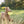 Load image into Gallery viewer, P.L.A.Y. ZoomieRex InfiniDisc - lime green in dog&#39;s mouth running through tall grass with ears flapping in the wind

