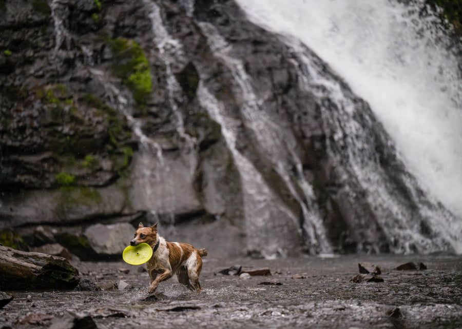 P.L.A.Y. ZoomieRex InfiniDisc - lime green in dog's mouth going through a waterfall