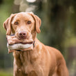 Load image into Gallery viewer, Camp Corbin Collection Gimme S&#39;mores Toy by P.L.A.Y. in dog&#39;s mouth outdoors
