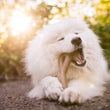Load image into Gallery viewer, P.L.A.Y. USA-made Lumber Jax Lickinlog - big white fluffy dog laying in a forest with a smile chewing on the large size
