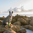 Load image into Gallery viewer, P.L.A.Y. Tropical Paradise Collection - Puppy Palm Toy posing with a dog on the rocks with the ocean in the background
