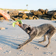 Load image into Gallery viewer, P.L.A.Y. Tropical Paradise Collection - Puppy Palm Toy in action with dog and human tugging it on the beach
