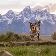 Load image into Gallery viewer, ZoomieRex IncrediBall by P.L.A.Y. - black checkered dog jumping over log with orange ball in mouth with snowcapped mountains in the background
