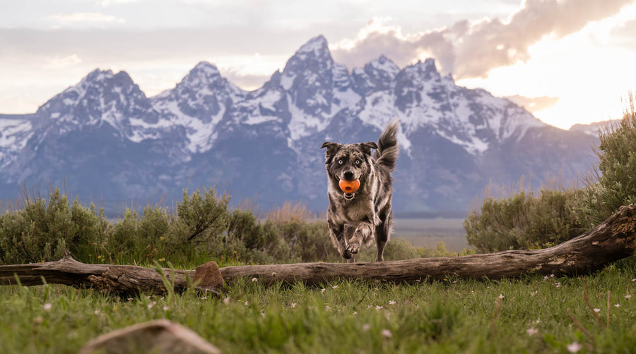 ZoomieRex IncrediBall by P.L.A.Y. - black checkered dog jumping over log with orange ball in mouth with snowcapped mountains in the background