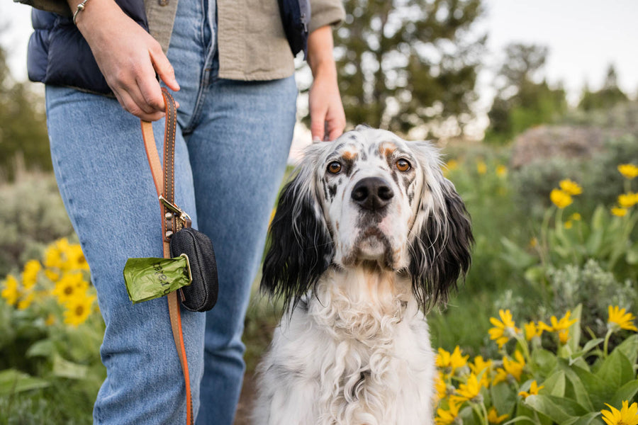 Proper Pup Poop Bag Dispensers from P.L.A.Y. - Denim on Napoli Leash with human and white dog in the middle of a flower field