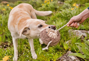 P.L.A.Y. Forest Friends Collection - Hamilton the Hedgehog Toy in a Labrador's mouth playing tug with human
