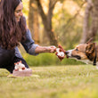 Load image into Gallery viewer, P.L.A.Y. Forest Friends Collection - Chippy &amp; Cheeks Chipmunks Toy - one chipmunk in a Corgi's mouth playing tug with dog mom outdoors on grass
