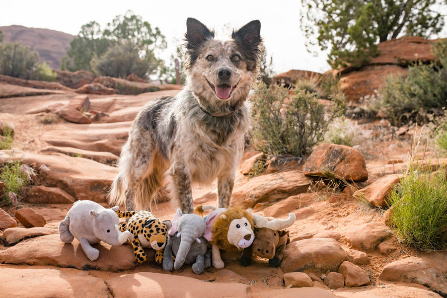 P.L.A.Y.'s Big Five of Africa Toy Set - toys at the feet of a mutil-colored dog on the red rocks of Utah