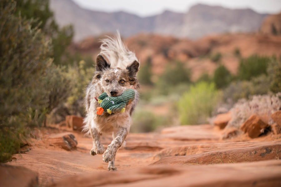 Blooming Buddies Collection by P.L.A.Y. Prickly Cactus Toy with in dogs mouth running down a desert trail