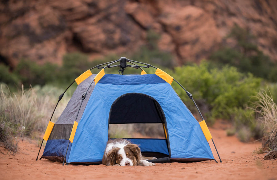 Scout & About Landscape Series Outdoor Dog Tent by P.L.A.Y. - dog laying in tent in Snow Canyon Park in Utah