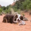 Load image into Gallery viewer, P.L.A.Y.&#39;s Big Five of Africa Toy Collection - beautiful fluffy brown and white dog chewing on the Rhino&#39;s tail in the middle of a sandy trail
