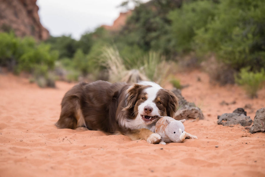 P.L.A.Y.'s Big Five of Africa Toy Collection - beautiful fluffy brown and white dog chewing on the Rhino's tail in the middle of a sandy trail