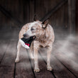 Load image into Gallery viewer, P.L.A.Y. Howling Haunts Collection - Barky&#39;s Bite Toy in dog&#39;s mouth outside a barn with spooky fog around it
