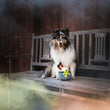 Load image into Gallery viewer, P.L.A.Y. Howling Haunts Colletion - Pup&#39;s Potion Toy sitting in front of a fluffy dog on a wooden bench with spooky fog around it

