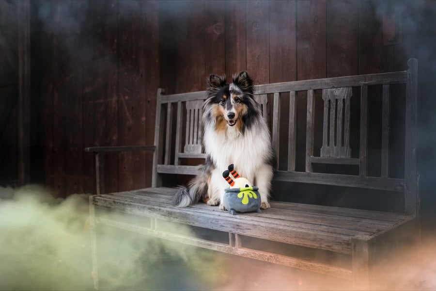 P.L.A.Y. Howling Haunts Colletion - Pup's Potion Toy sitting in front of a fluffy dog on a wooden bench with spooky fog around it