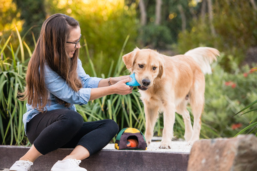 Camp Corbin Collection by P.L.A.Y. Trailblazing Tent Toy - dog mom holding onto blue sleeping bag toy with golden retrevier holding the other end in its mouth oudoors