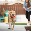 Load image into Gallery viewer, P.L.A.Y. American Classic Hot Diggy Dog Toy - Golden Retreiver running in the backyard on a concrete path with the toy in his mouth
