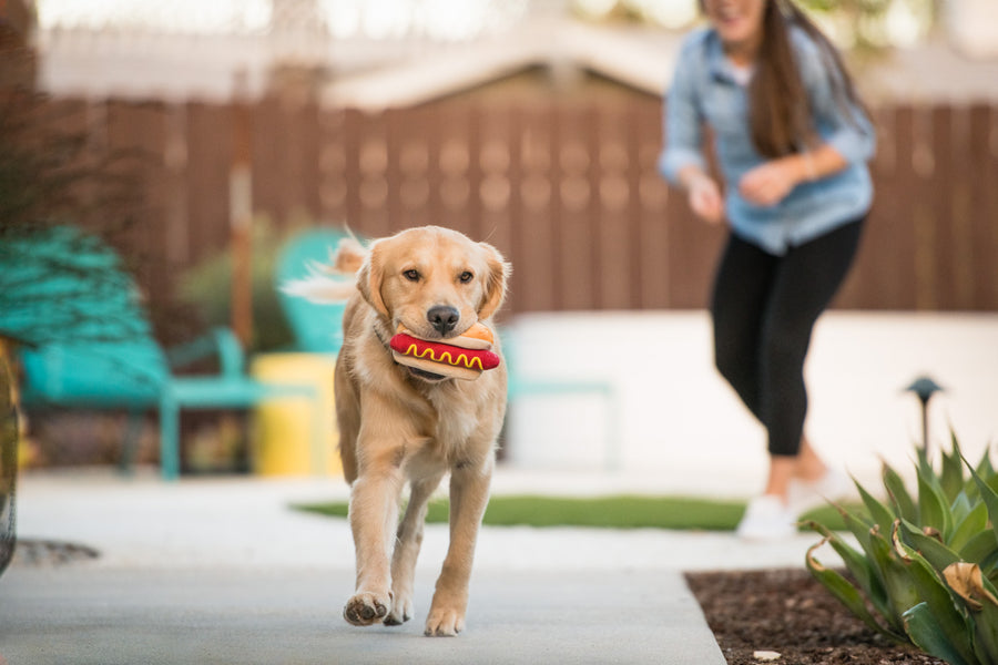 P.L.A.Y. American Classic Hot Diggy Dog Toy - Golden Retreiver running in the backyard on a concrete path with the toy in his mouth
