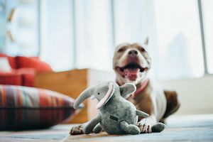 P.L.A.Y. Big Five of Africa Collection - Elephant Toy underneath a paw in a living room with smiling pit bull behind