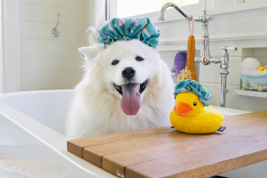 P.L.A.Y. Splish Splash Collecton - Shower Quack Toy with white fluffy dog wearing shower cap in tub with duckie toy on the bath board draped across the top