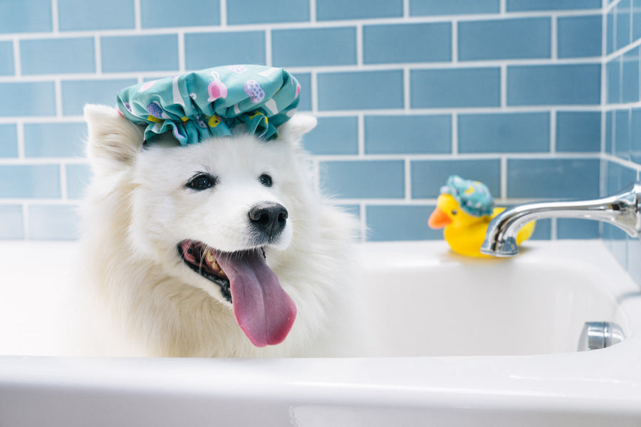 P.L.A.Y. Splish Splash Collecton - Shower Quack Toy on top of fluffy dog's head with tongue out in bathtub with blue tile