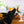 Load image into Gallery viewer, P.L.A.Y. Barktender Collection - Pawtini Toy - beautiful black dog getting ready to bite the toy while dog mom is holding it
