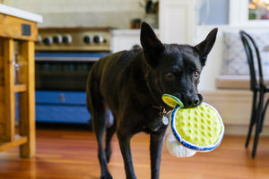 P.L.A.Y. Barktender Collection - Pup-artia Toy hanging out of beautiful black dog's mouth walking out of kitchen