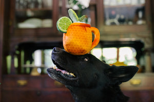 P.L.A.Y. Barktender Collection - Mospaw Mule Toy being balanced on top of beautiful black dog's head with dog looking up at it
