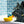 Load image into Gallery viewer, P.L.A.Y. Splish Splash Collection - scruffy black dog in tub with duck toy on rim nose-to-nose
