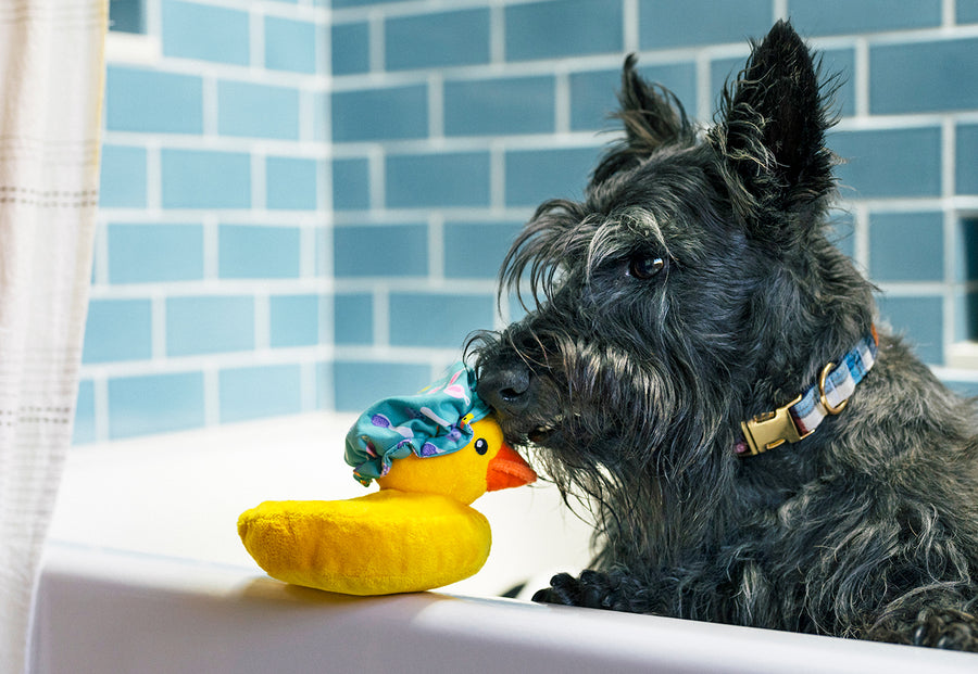 P.L.A.Y. Splish Splash Collection - scruffy black dog in tub with duck toy on rim nose-to-nose