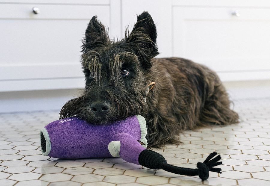 P.L.A.Y. Splish Splash Collection - scruffy black dog laying on bathroom tile with head resting on hair dryer toy