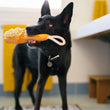 Load image into Gallery viewer, P.L.A.Y. Splish Splash Collection - Bark n' Bristles Toy in mouth of beautiful black dog standing in bathroom looking up
