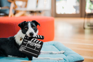 Hollywoof Cinema Collection