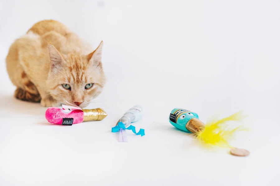 A cat getting ready to play with P.L.A.Y. Feline Frenzy Pop, Fizz, Meow Toy Set on a white background