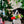 Load image into Gallery viewer, P.L.A.Y. Merry Woofmas Santa&#39;s Little Elf-er - black and white dog with elf toy hanging from mouth in front of a Christmas Tree
