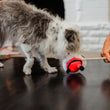 Load image into Gallery viewer, P.L.A.Y. Merry Woofmas Clumsy Claus - white shaggy dog playing tug with dog parent
