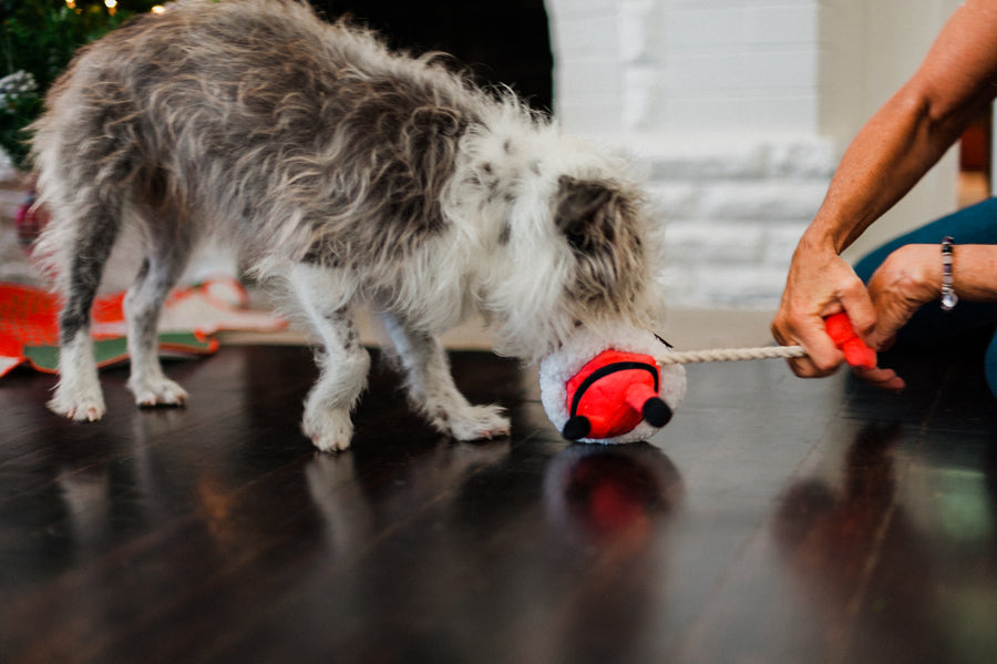 P.L.A.Y. Merry Woofmas Clumsy Claus - white shaggy dog playing tug with dog parent