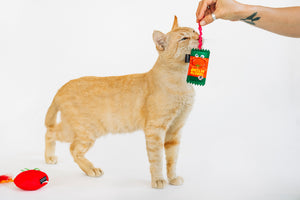 Cat playing with ketchup packet from P.L.A.Y. Feline Frenzy Toma-toe Beans toy set held by a person on a white background
