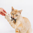 Load image into Gallery viewer, Cat interacting and pawing the mushroom slice in P.L.A.Y. Feline Frenzy Purrfectly Fungi toy set with a person&#39;s hand holding it on a white background
