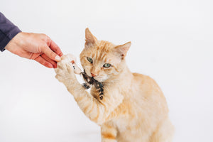Cat interacting and pawing the mushroom slice in P.L.A.Y. Feline Frenzy Purrfectly Fungi toy set with a person's hand holding it on a white background