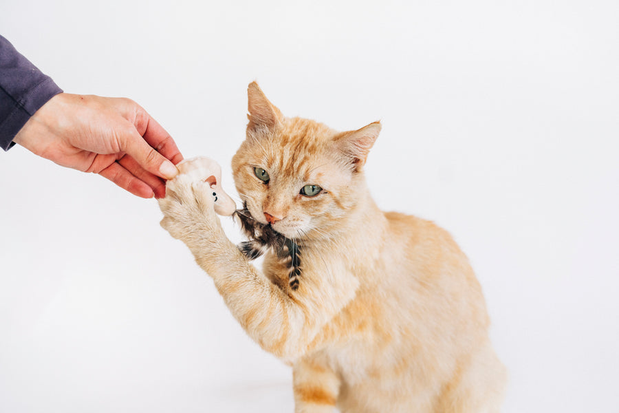 Cat interacting and pawing the mushroom slice in P.L.A.Y. Feline Frenzy Purrfectly Fungi toy set with a person's hand holding it on a white background
