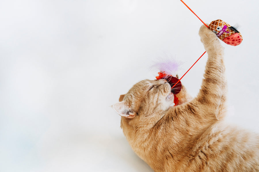 Cat playing biting and clawing P.L.A.Y. Feline Frenzy Swatlami Wand Toy on a white background