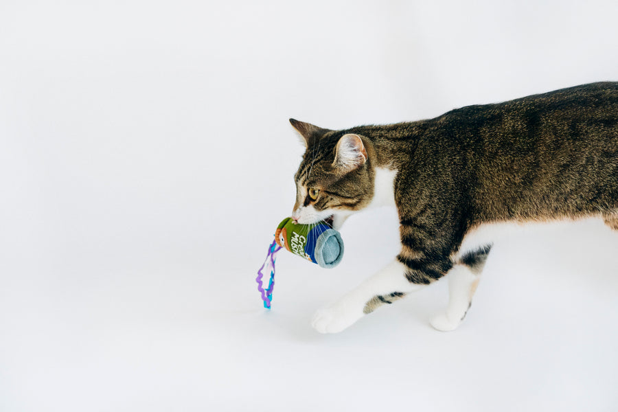 Cat carrying cream of mushroom can toy from P.L.A.Y. Feline Frenzy Purrfectly Fungi toy set in its mouth while walking across a white background