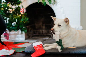P.L.A.Y. Merry Woofmas Good Dog Stocking - black and white dog laying on Chill Pad with bone toy in mouth