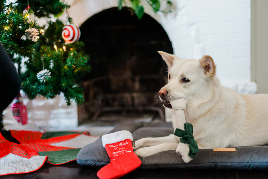 P.L.A.Y. Merry Woofmas Good Dog Stocking - black and white dog laying on Chill Pad with bone toy in mouth