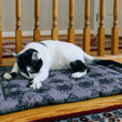 Load image into Gallery viewer, Cat lying on a P.L.A.Y. Feline Frenzy Cat Nap Pad in front of wooden stairs
