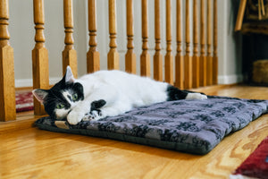 Cat lying on P.L.A.Y. Feline Frenzy Cat Nap Pad by a wooden staircase