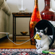 Load image into Gallery viewer, Cat biting the P.L.A.Y. Feline Frenzy Feline Blanc Wand Toy inside a Purr &amp; Pounce Cat Tunnel on a patterned rug.
