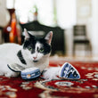 Load image into Gallery viewer, A black and white cat lying on a red patterned rug with P.L.A.Y. Feline Frenzy Kitty Crumble Toy Set in front of it
